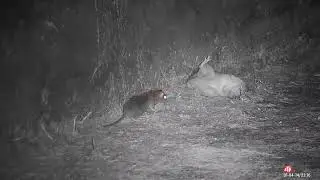 farmyard ratting