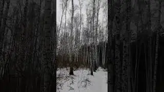 Берёзовая роща зимой. #идущийбанщик#Воронеж#зима
