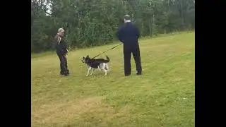 БЭСТА НОРД из НЕВСКОГО ДЕСАНТА первое дрессировочное занятие
