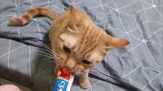 吸溜猫条，原声大碟