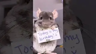 Chinchillas are cute 
