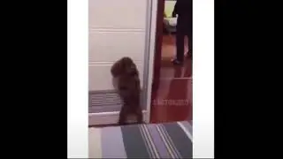 Пёс прячется