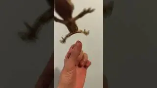 My Crested Gecko wants to Fly