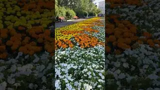 Сыктывкар сквер Стефановской площади
