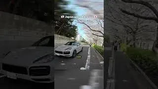 Los Cerezos (Sakuras) en Japón 🇯🇵🌸 #short #shorts #japon