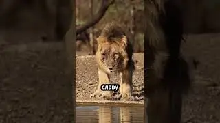 Легендарный лев Скарфейс, испустивший последний вздох 👑🦁 