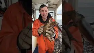 Checking 5 traps in 60 seconds!