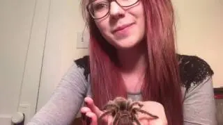 My Tarantula Collection!
