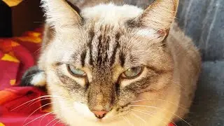 Чербелоидный подкаст #353 -  Счастье кота - оно косое и тугое  Как парус пиратской шхуны