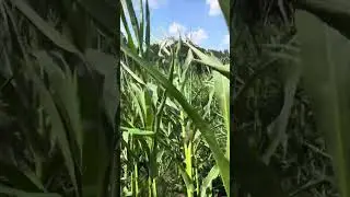 Жах, 😱!!! Пʼять хвилин урагану— рік на смарку.