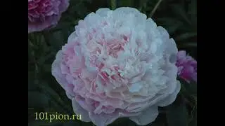 Пионы. Цветение 2021. Часть 3.