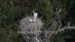 Pantanal do Norte - Poconé/MT - Porto Jofre