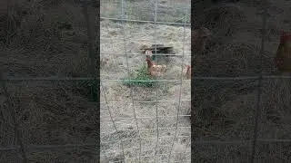 Куры и чистотел (который яд)