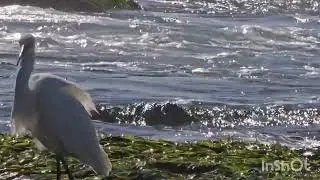 La Jolla Tide Pools 2024