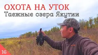 Последняя охота на уток в Якутии в 2023 г. Жирные якутские чирки. Күһүҥҥү кус куһунну кус waterfowl