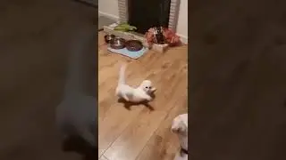 Танго — танец для двоих