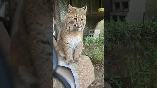 Chatting with the World's Prettiest Bobcat 