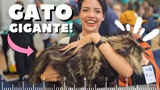 UM GATO DE 20 KG! Seu cachorro vai amar os lançamentos da Amicus, UP4YOU PET, Tosa Brasil Andis