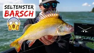 Der seltenste Flussbarsch der Welt!