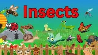 Insects names in english | Insects | Insects for kids | vocabulary