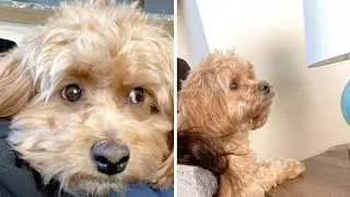 Dog Reacts To Owner Playing Video Games