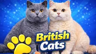 British Shorthair Cat: Personality, Care, Pros & Cons