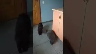Кошка достает еду #британскаякошка #shortsvideo #cat #домашниеживотные #catlover #животные #funny