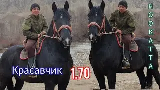 Ат  Сатылды 2 саата