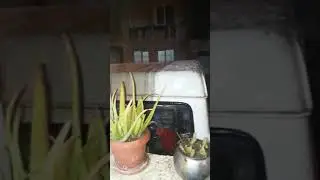 Dün aksam ne guzel yagmur yagdi
