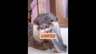 A man was chased by an otter while swimming. 