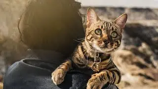 Taking our BENGAL CAT on ADVENTURES in Drumheller, Alberta