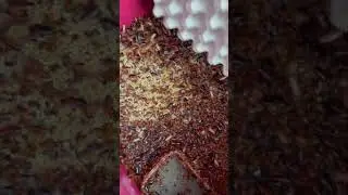 My HAND vs THOUSANDS of COCKROACHES !!! ~ How does it feel?? 🪳🖐🏽🪳 #shorts
