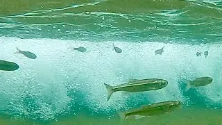 Trout Stream Secrets Revealed (Underwater GoPro footage)