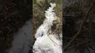jungle river with original sound track #shoretvideo #viral #viralvideo #viralshorts