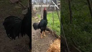 Ağır kilo Damızlık horozumuzun yavrusu yuvamıza geldi ama memnun olmayanlar var #shortvideo #aseel