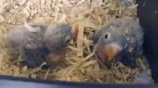 Bayi Lovebird
