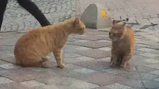 İki sevgili kedi buluşunca  koparmıyorlar