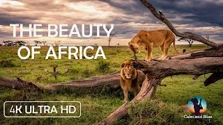 Feel the Rhythm of African Culture and experience the Landscape in 4K - Epic Africa Experience!