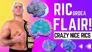 Ric-ordea Flair!