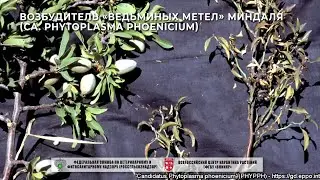 Возбудитель «ведьминых метел» миндаля (Ca. Phytoplasma phoenicium)