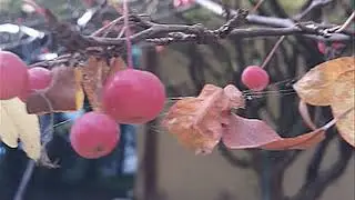 Jaki Piękny Świat...