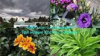 07.07.24 Дача.Ждем грозу.Кашпо с цветами.Три новые Хосты от Ирины.