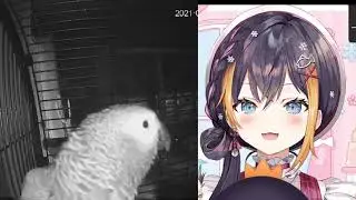 Petra Parrots a Parrot Asking Alexa to Add Pulled Pork to Shopping List