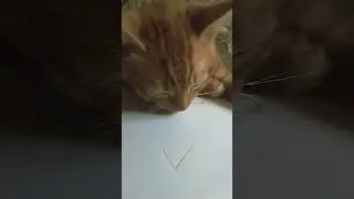 карта анимация симбочкой кот учитель