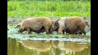 Animals in Lonjsko polje, Croatia
