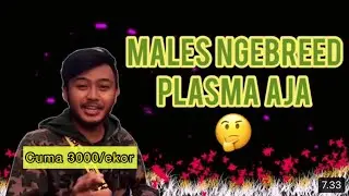 OPEN JASA BREEDING IKAN CUPANG (PLASMA)