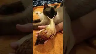 Кот Эверест и Ахатин