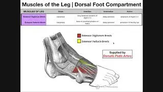 Muscles of the Foot Dorsum | Origins, Insertions, Actions, Etc.