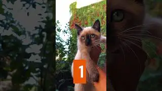 😱😍10 most expensive cat breeds in the world 