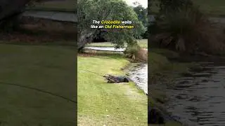 Florida’s Native Apex Predator 
